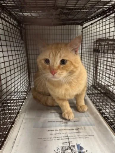 An adult medium-sized male Domestic Short Hair cat named Tom for adoption in Van Nuys, CA