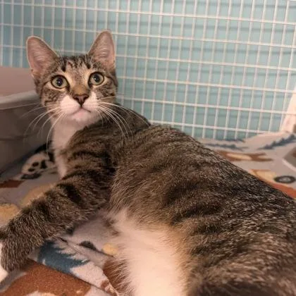 A young medium-sized female Domestic Short Hair cat named Elle for adoption in Janesville, WI