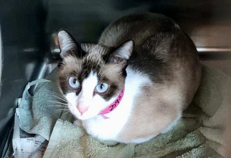 An adult large-sized female Siamese cat named Kilani for adoption in Van Nuys, CA