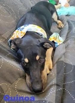 A young medium-sized female Beagle dog named Quinoa for adoption in Mount Laurel, NJ