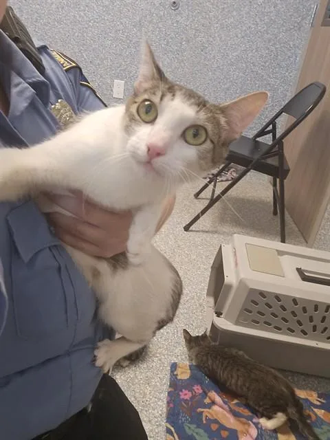 A young medium-sized female Domestic Short Hair cat named Janet for adoption in Paradise, CA