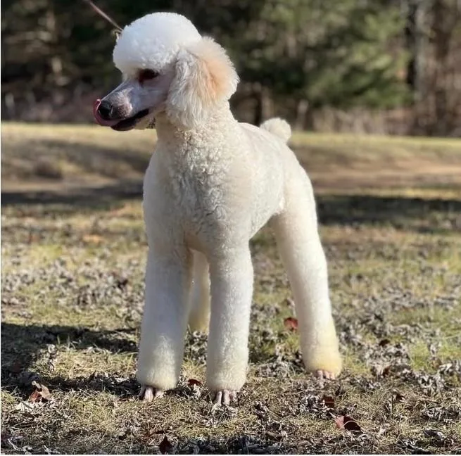 An adult medium-sized female White / Cream Standard Poodle dog named Constitution for adoption in Falls Church, VA