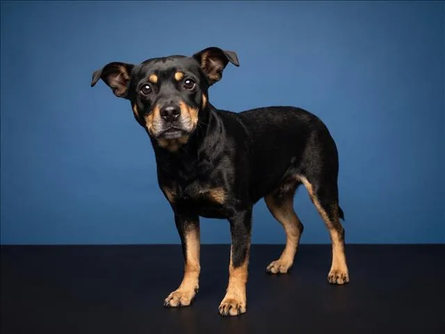 A young medium-sized female Chihuahua dog named Baby Diamond for adoption in Los Angeles, CA