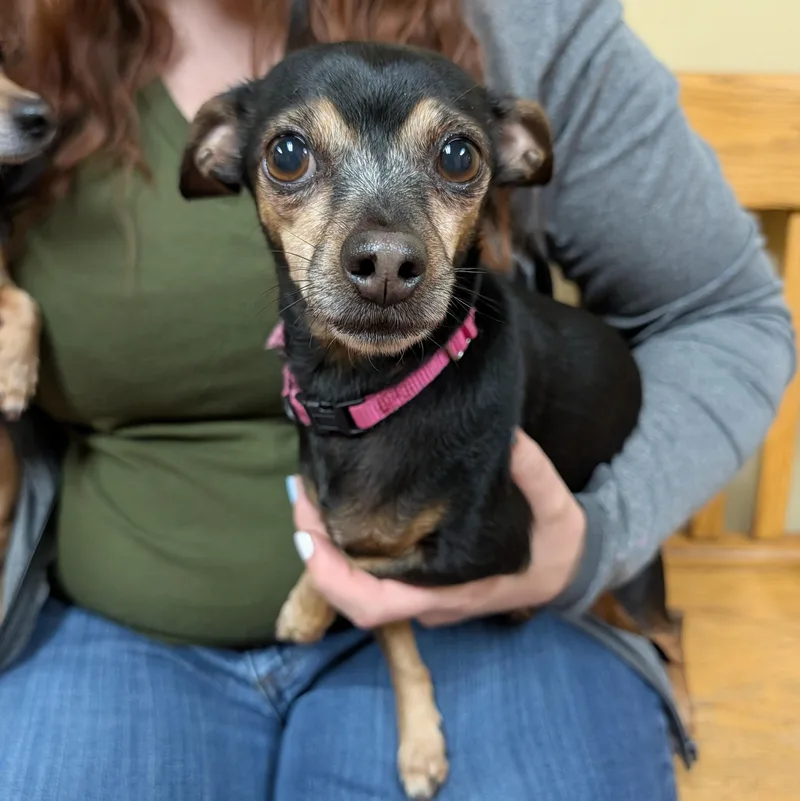 An adult small-sized female Black Chihuahua dog named Canela for adoption in Accident, MD