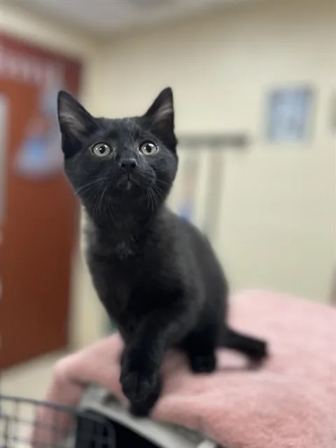 A baby small-sized female Domestic Short Hair cat named Turkey for adoption in Aliquippa, PA