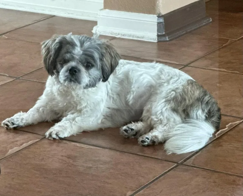 A young small-sized female White / Cream Shih Tzu dog named Little Bit for adoption in Pflugerville, TX
