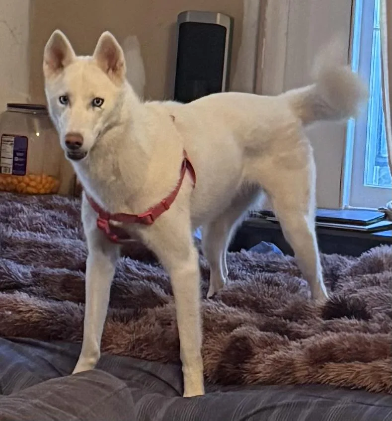 A young medium-sized female Husky dog named Ella Nieve for adoption in Sumter, SC