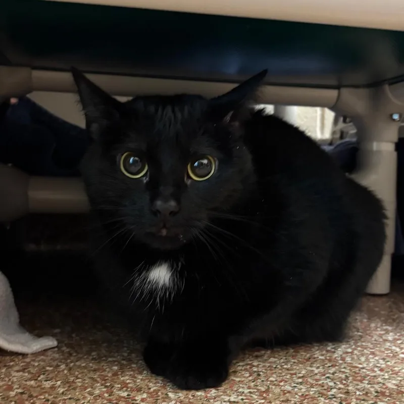 An adult medium-sized female Black Domestic Short Hair cat named Moon$ for adoption in Springfield, MA