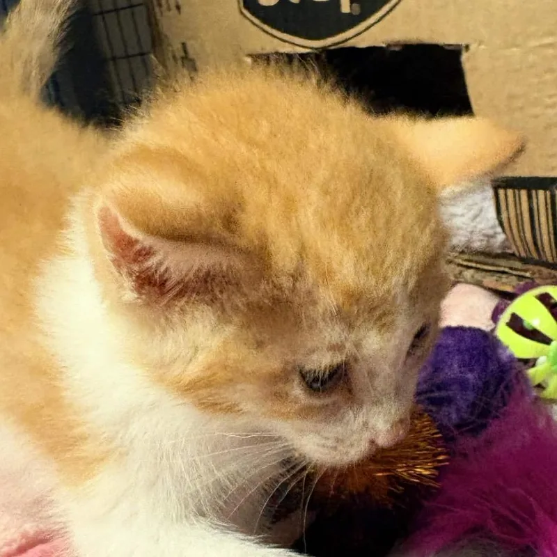 A baby small-sized male Orange / Red Domestic Short Hair cat named Concha for adoption in Clarksville, AR
