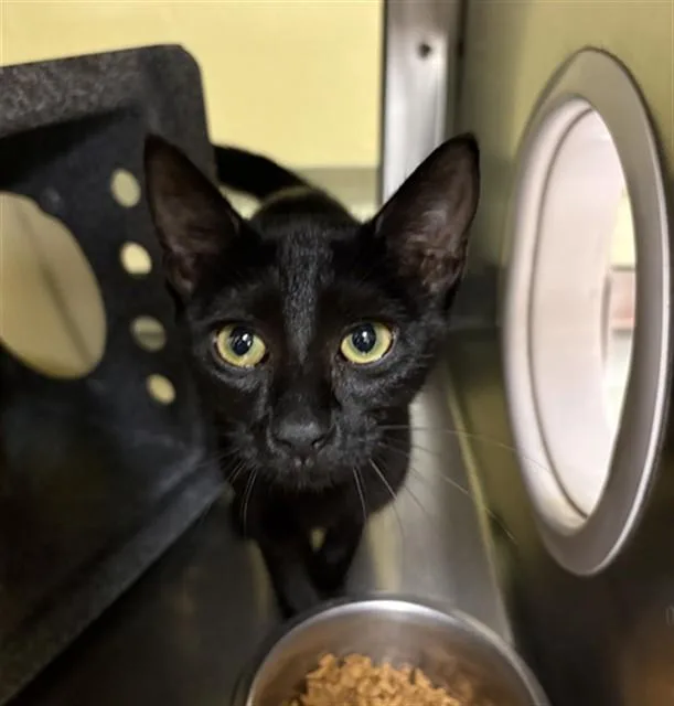 A baby small-sized female Domestic Short Hair cat named Lina for adoption in Fort Myers, FL