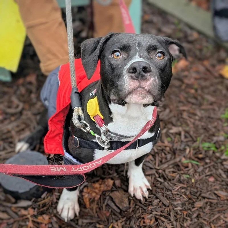 Mortimer thumbnail 2