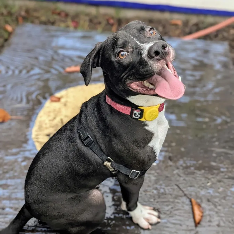 Mortimer thumbnail 3