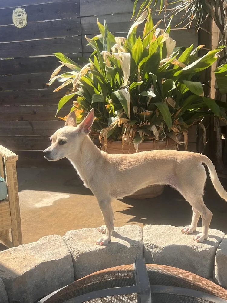A young small-sized female Chihuahua dog named Chili for adoption in Claremont, CA