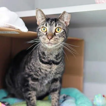 An adult small-sized male Gray / Blue / Silver Domestic Short Hair cat named Tye for adoption in Atlanta, GA