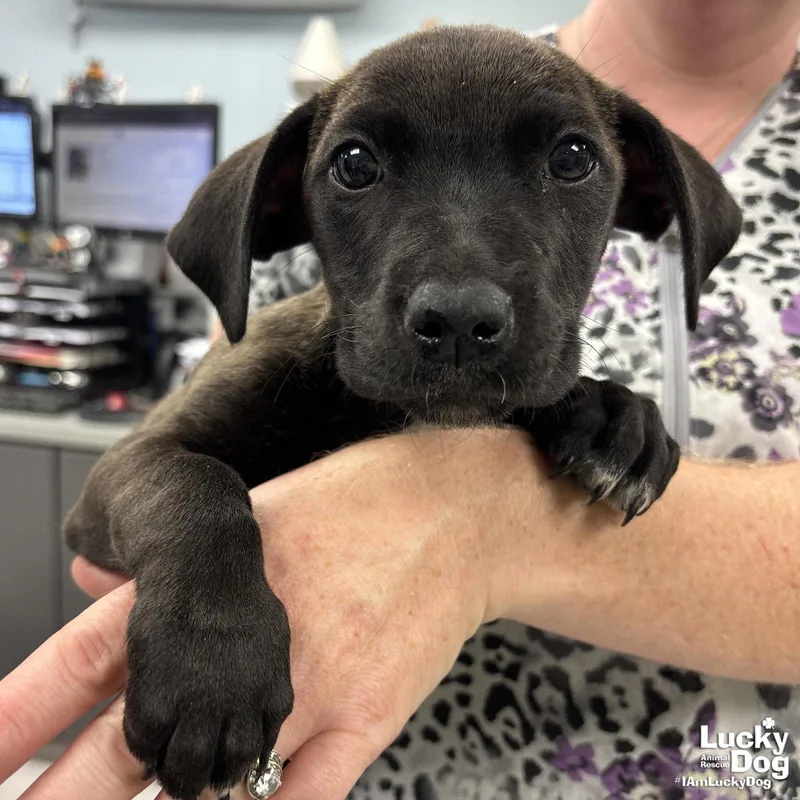 A baby medium-sized female Dachshund dog named Ernestine for adoption in Washington, DC