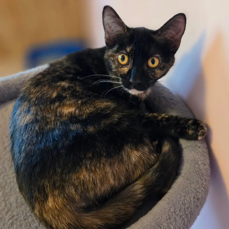 A baby medium-sized female Tortoiseshell Domestic Short Hair cat named Goldie for adoption in Watertown, WI