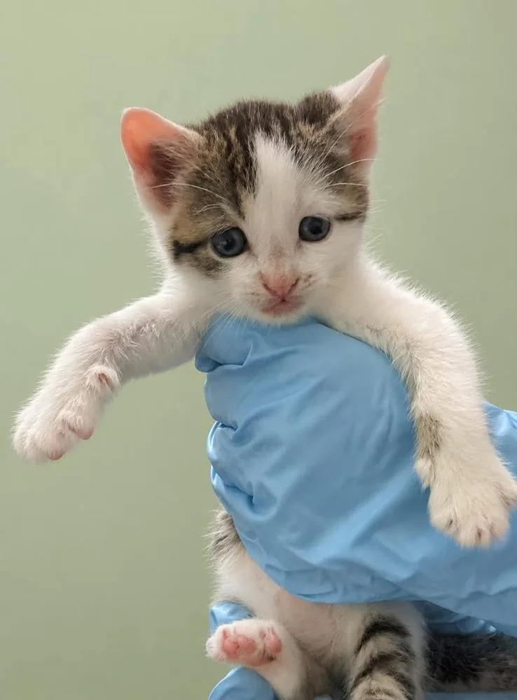 A baby small-sized female Black & White / Tuxedo Domestic Short Hair cat named Valentina for adoption in Evansville, IN