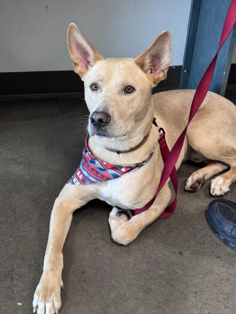 A young large-sized male German Shepherd Dog dog named Ares for adoption in Chatsworth, CA