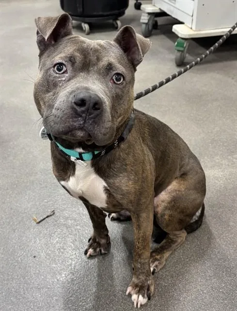 A young small-sized male Pit Bull Terrier dog named Mylo for adoption in Upper Marlboro, MD