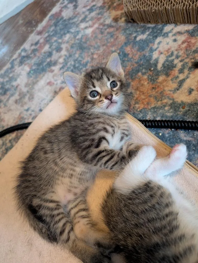 A baby small-sized male Tabby cat named Puma for adoption in Chicago, IL