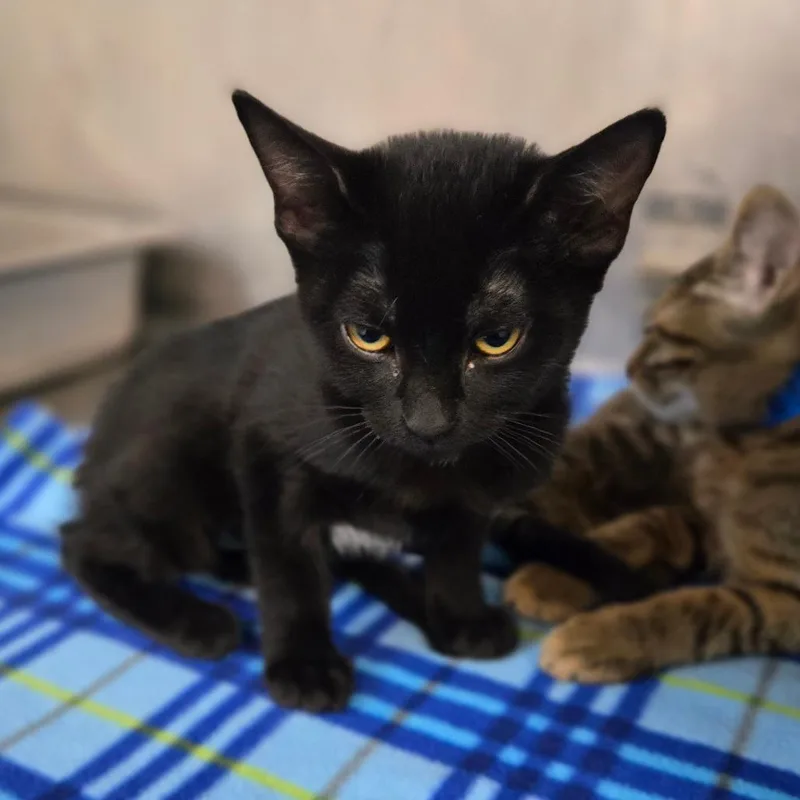 Dona Meowria