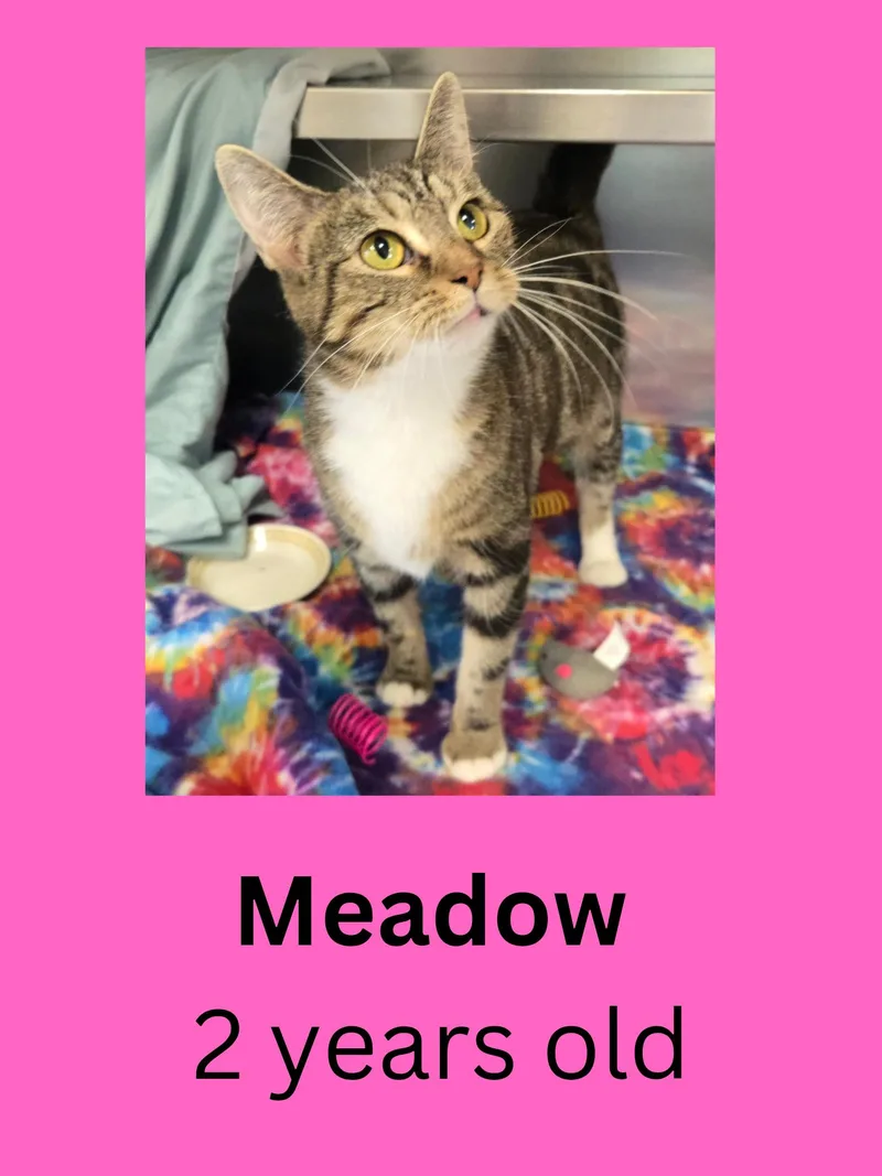 An adult medium-sized female Tabby (Brown / Chocolate) Domestic Short Hair cat named Meadow for adoption in Ravenna, OH