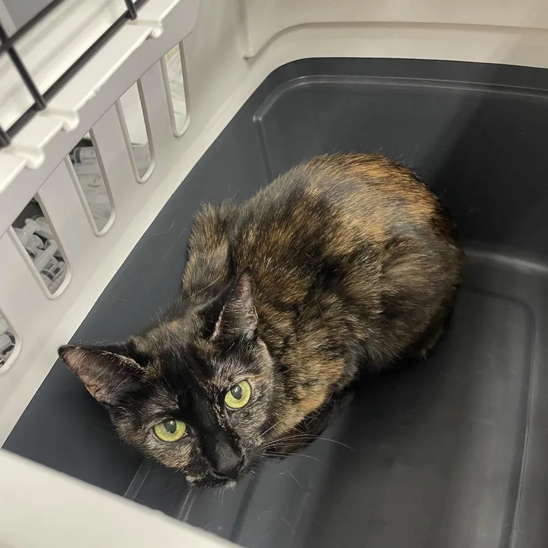 An adult medium-sized female Tortoiseshell Domestic Short Hair cat named Kyra for adoption in Spokane, WA