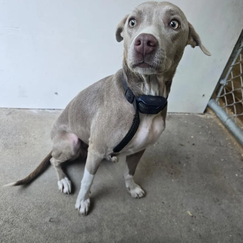 A young medium-sized female Gray / Blue / Silver American Staffordshire Terrier dog named Isla for adoption in Mount Gilead, NC