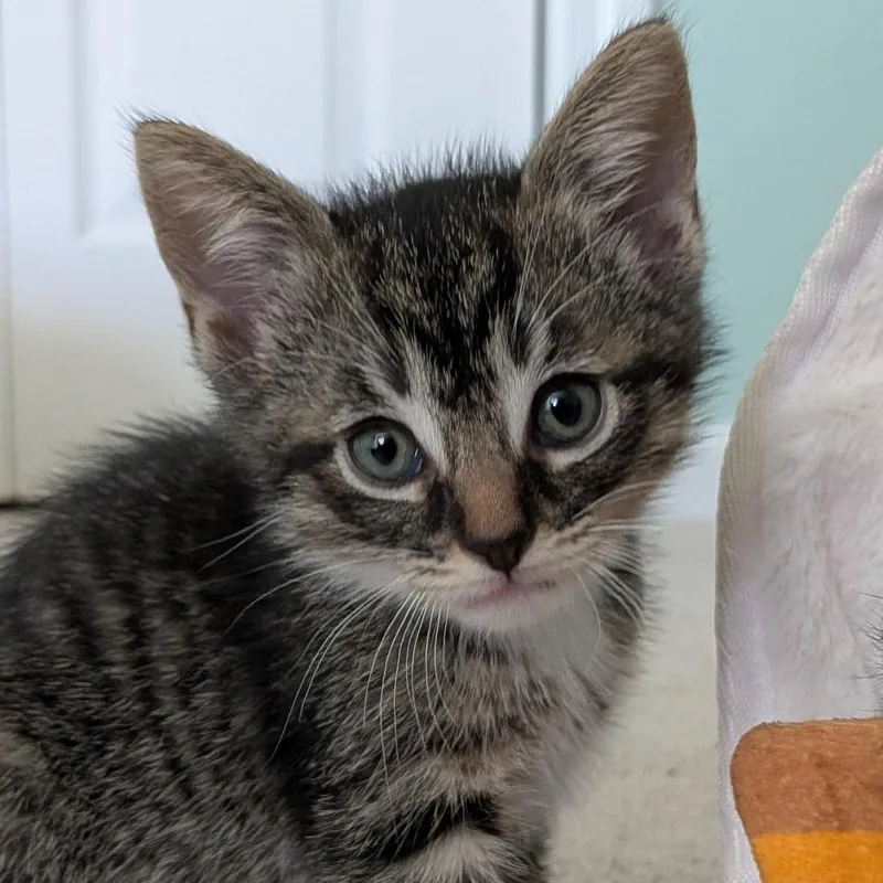 A baby small-sized male Brown / Chocolate Domestic Short Hair cat named Truffle for adoption in North Branford, CT