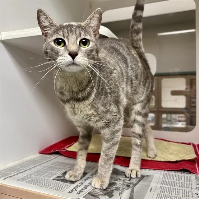 A young small-sized female Domestic Short Hair cat named Penny for adoption in Riverside, CA