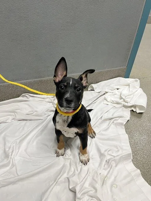 A baby small-sized female Australian Cattle Dog / Blue Heeler dog named Muffin for adoption in Las Vegas, NV