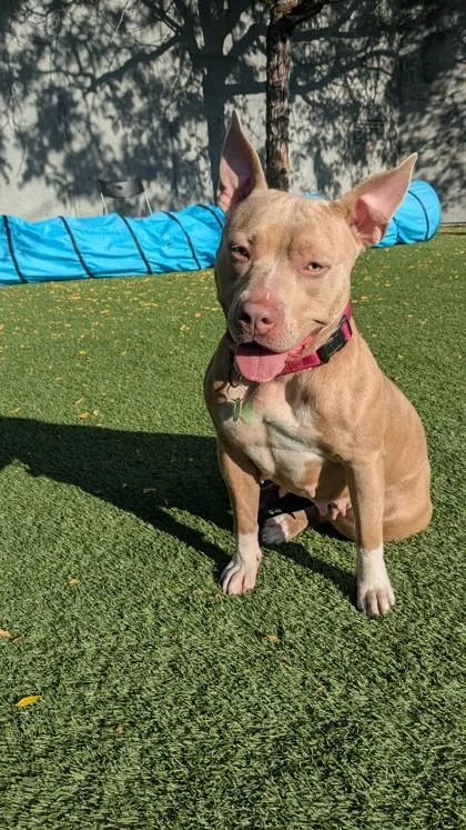 An adult medium-sized female Pit Bull Terrier dog named Hopscotch for adoption in Seattle, WA