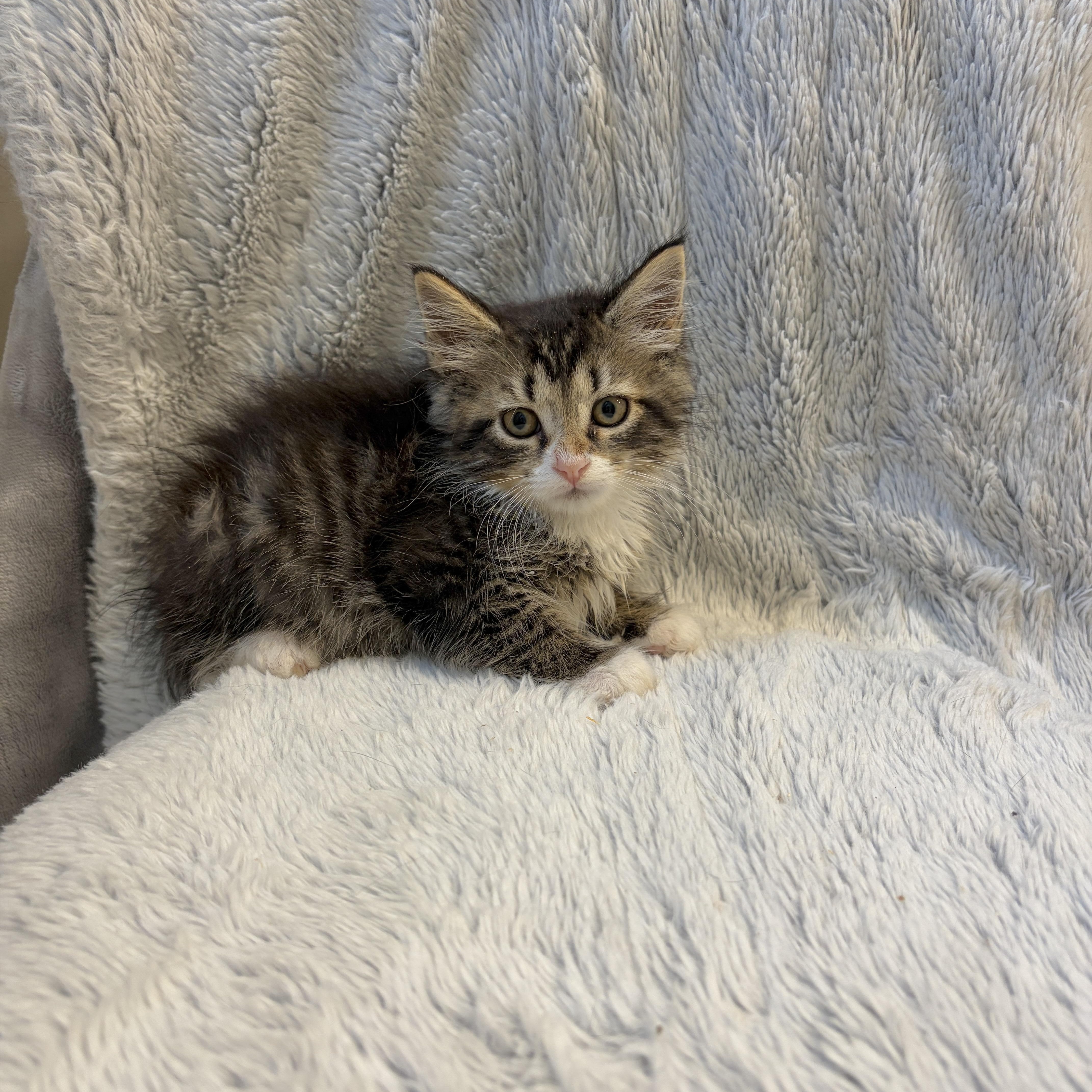 A baby medium-sized female Domestic Long Hair cat named Safire for adoption in Moriches, NY
