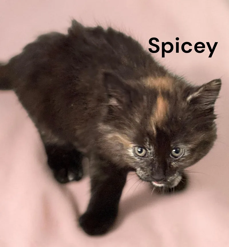A baby medium-sized female Tortoiseshell cat named Spicey for adoption in Weems, VA