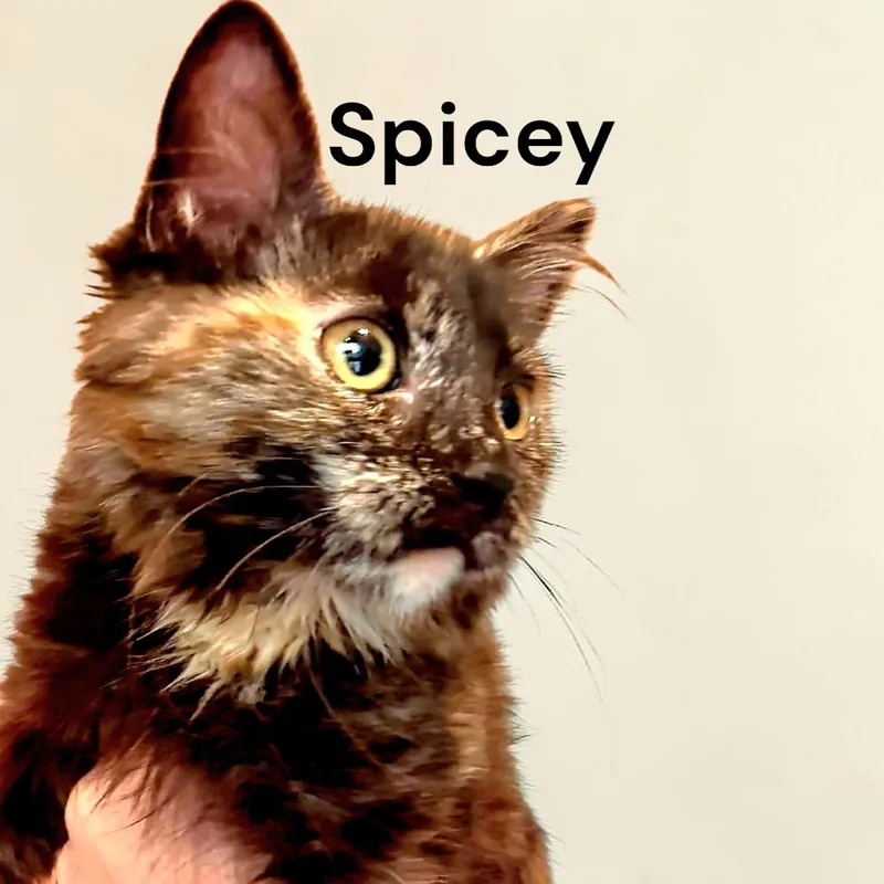 Spicey thumbnail 2