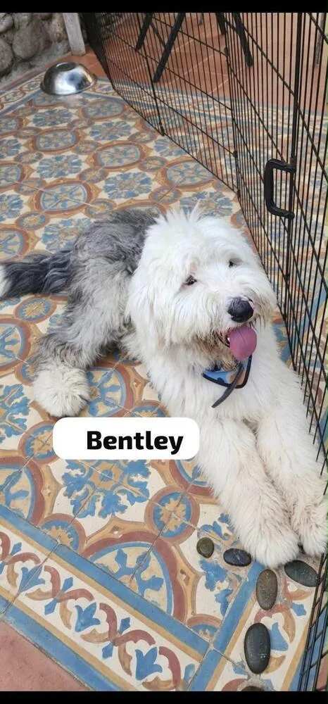 A young large-sized male Old English Sheepdog dog named Bentley for adoption in ventura, CA