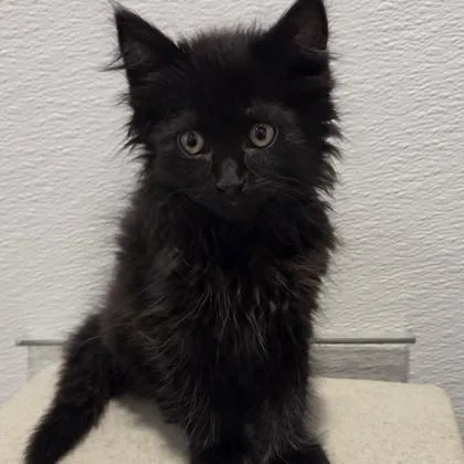 A baby small-sized male Domestic Medium Hair cat named Blade for adoption in Voorhees, NJ