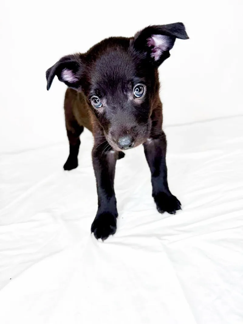 A baby medium-sized male Black Australian Cattle Dog / Blue Heeler dog named Candor for adoption in Bixby, OK