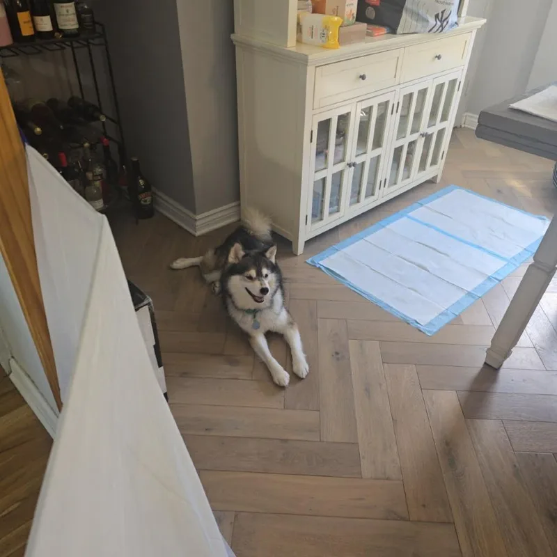 Hugo thumbnail 5
