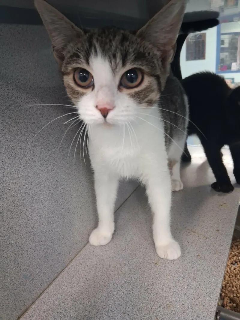 A young small-sized female Tabby (Brown / Chocolate) Domestic Short Hair cat named Biscuits for adoption in Berryville, VA