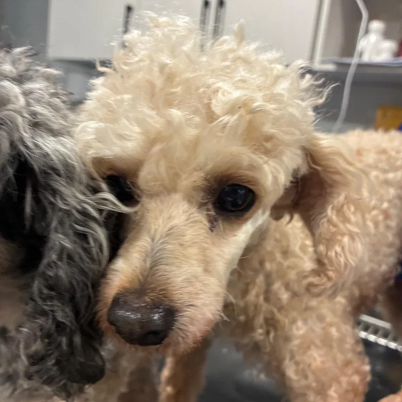 An adult small-sized female Red / Chestnut / Orange Poodle dog named Selah for adoption in Northbrook, IL