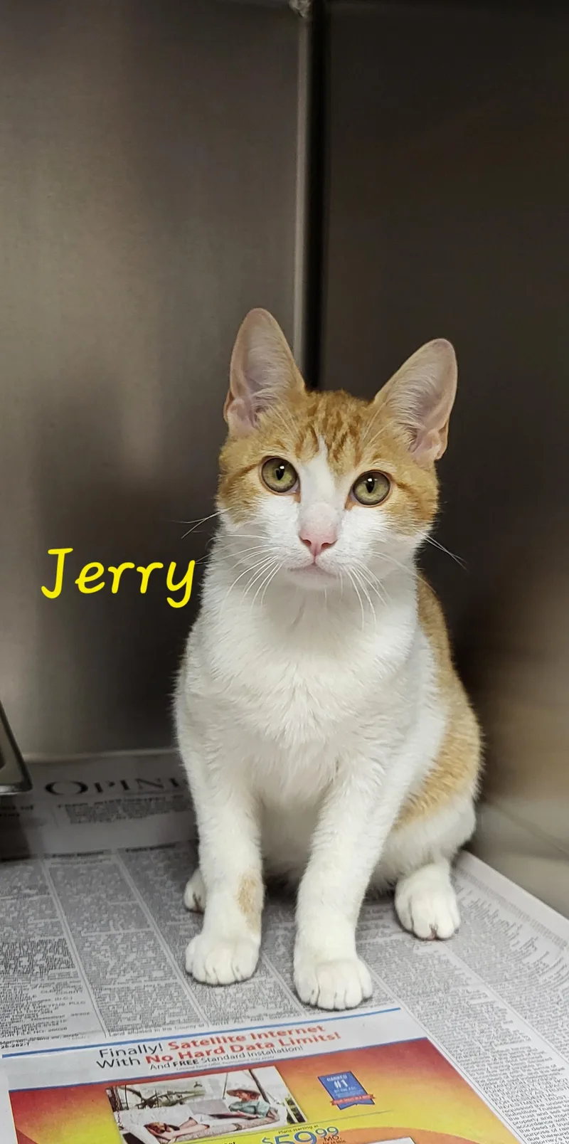 A young medium-sized male Orange & White Domestic Short Hair cat named Jerry for adoption in Marion, MS