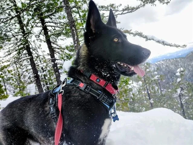 A young large-sized male German Shepherd Dog dog named Oreo for adoption in McKinleyville, CA
