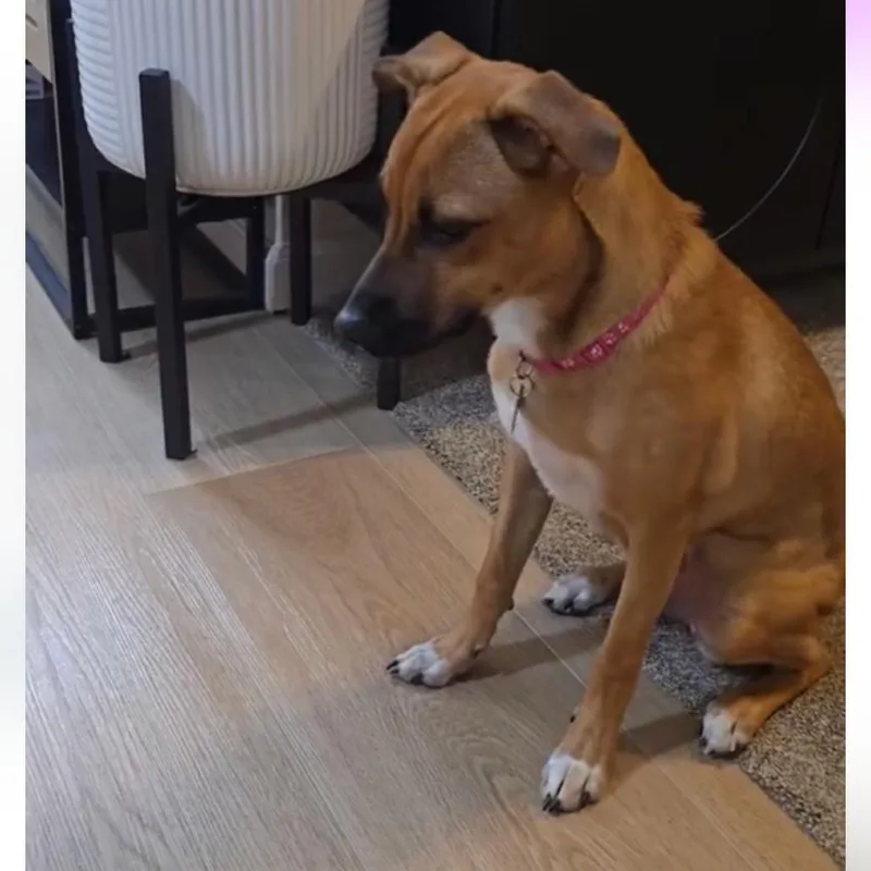 Lola thumbnail 4