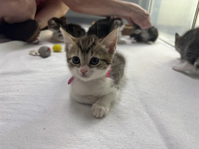 A baby medium-sized female Domestic Short Hair cat named Gilly for adoption in Oakboro , NC