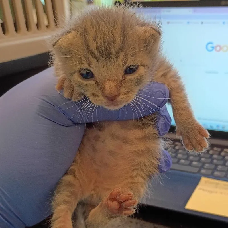 A baby small-sized male Gray / Blue / Silver Domestic Short Hair cat named Home Depot for adoption in Lynchburg, VA