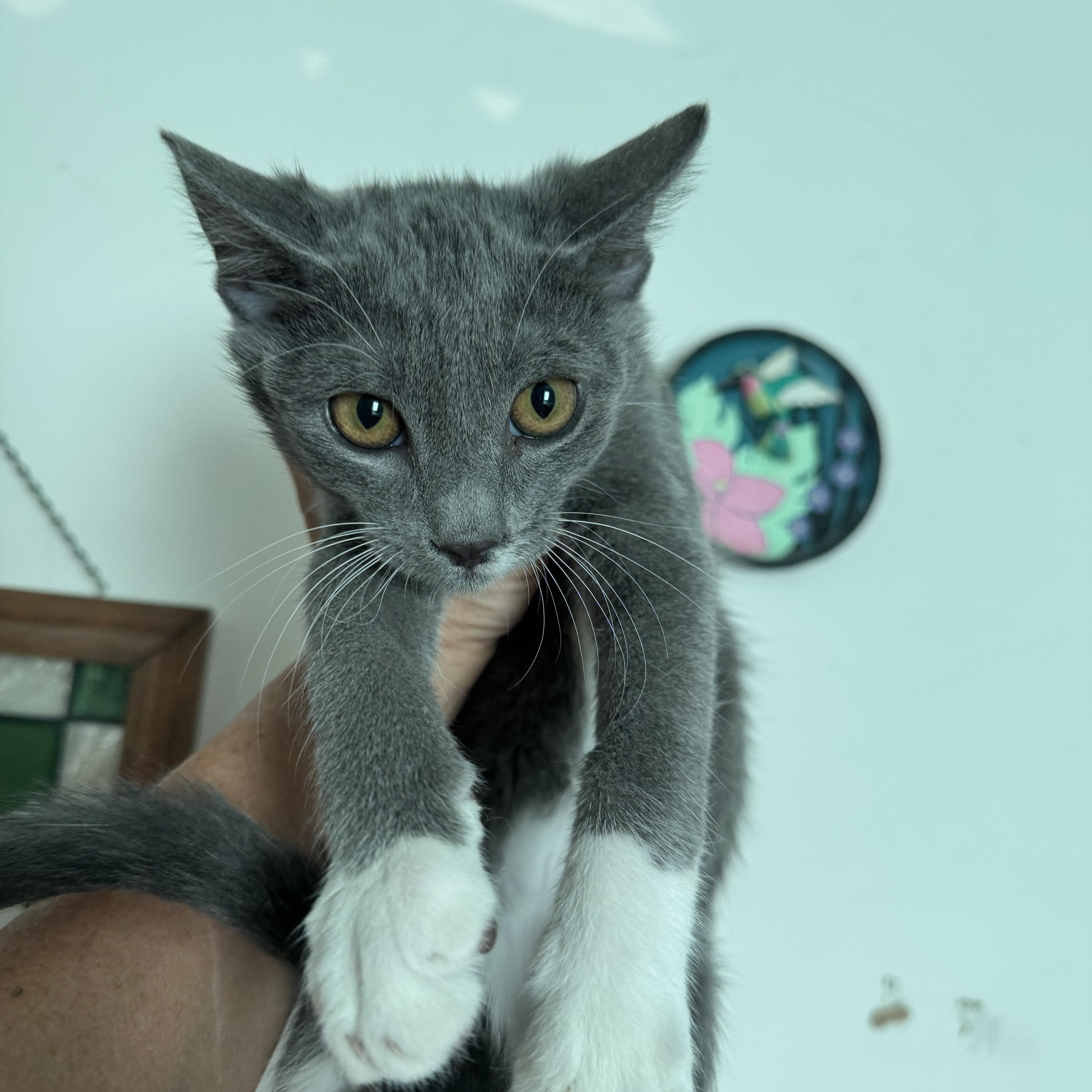A baby small-sized female Gray & White Domestic Short Hair cat named Biscuit for adoption in San Andreas, CA