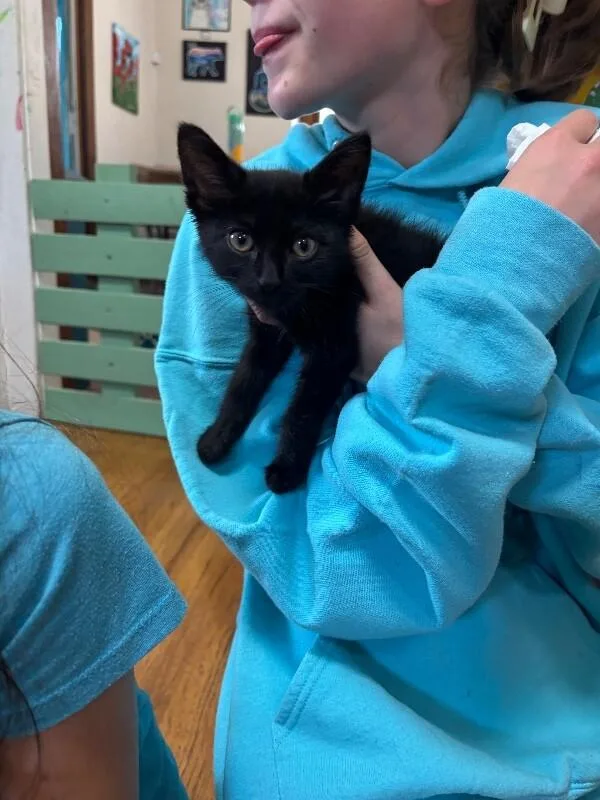 A young medium-sized male Black Domestic Short Hair cat named Smash for adoption in Grand Rapids, MI