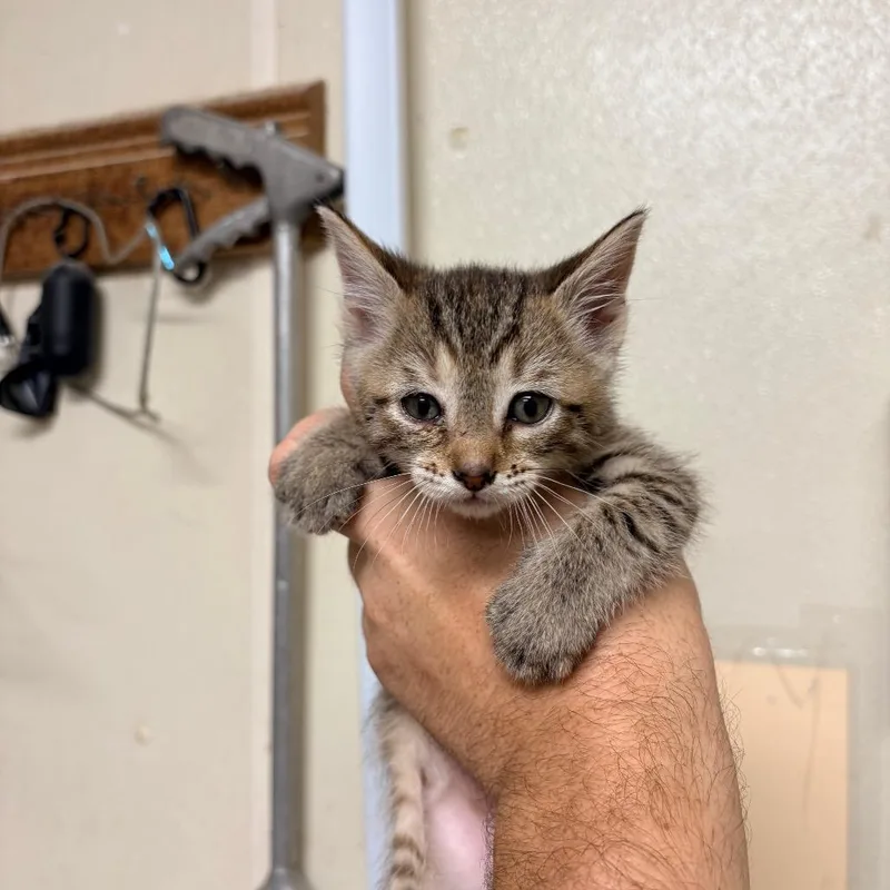 A baby small-sized female Brown / Chocolate Domestic Short Hair cat named Gretta for adoption in Bryan, TX