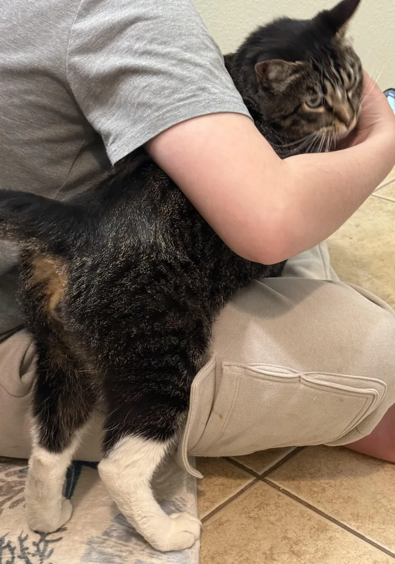 A young medium-sized male Tabby (Brown / Chocolate) Tabby cat named Ash for adoption in Los Angeles, CA